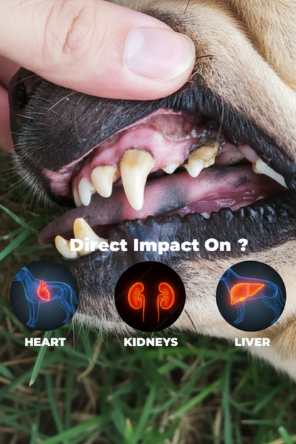 PurePaw Dental